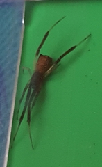 Episinus truncatus