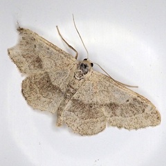 Idaea aversata