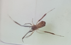 Episinus truncatus