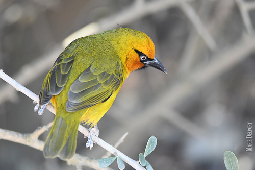 Spectacled Weaver