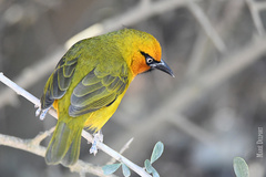 Spectacled Weaver photo 5