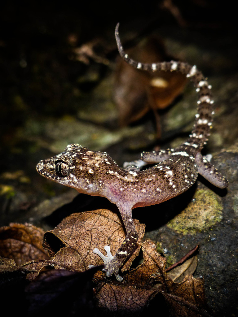 Mayotte Ground Gecko