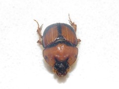 Bolbocerosoma bruneri