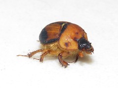 Bolbocerosoma bruneri