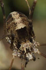 Forsteropsalis inconstans