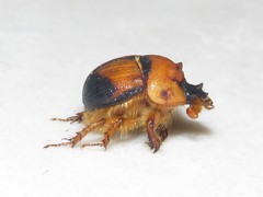 Bolbocerosoma bruneri