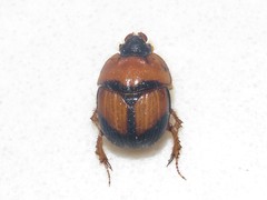 Bolbocerosoma bruneri