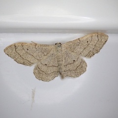 Idaea aversata