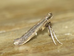 Caloptilia hypericella