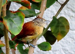 Thamnophilus doliatus