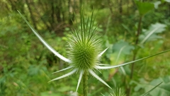 Dipsacus laciniatus