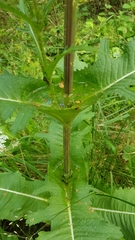 Dipsacus laciniatus
