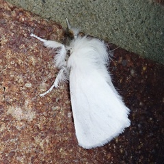 Euproctis chrysorrhoea