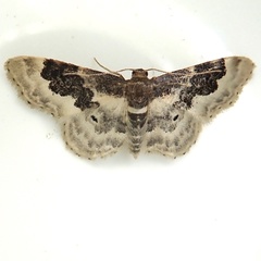 Idaea rusticata