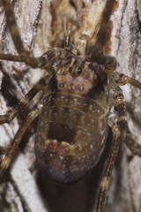 Forsteropsalis inconstans