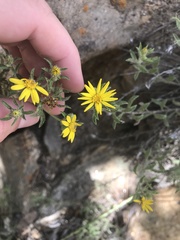 Heterotheca hirsuta