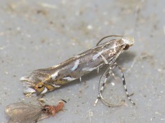 Parectopa pennsylvaniella