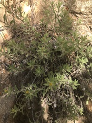 Heterotheca hirsuta