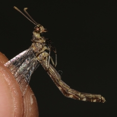 Neuroleon egenus