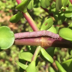 Disclisioprocta stellata