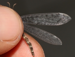 Neuroleon egenus