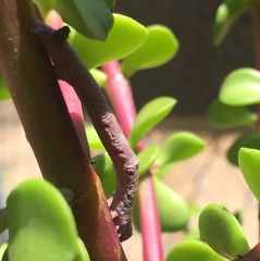 Disclisioprocta stellata