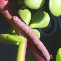 Disclisioprocta stellata