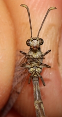 Neuroleon egenus