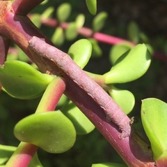 Disclisioprocta stellata