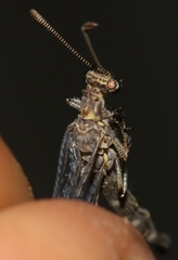 Neuroleon egenus