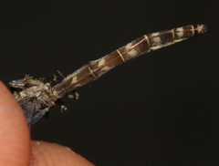 Neuroleon egenus