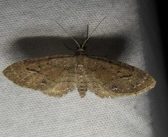 Eupithecia unicolor