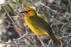 Spectacled Weaver photo 2