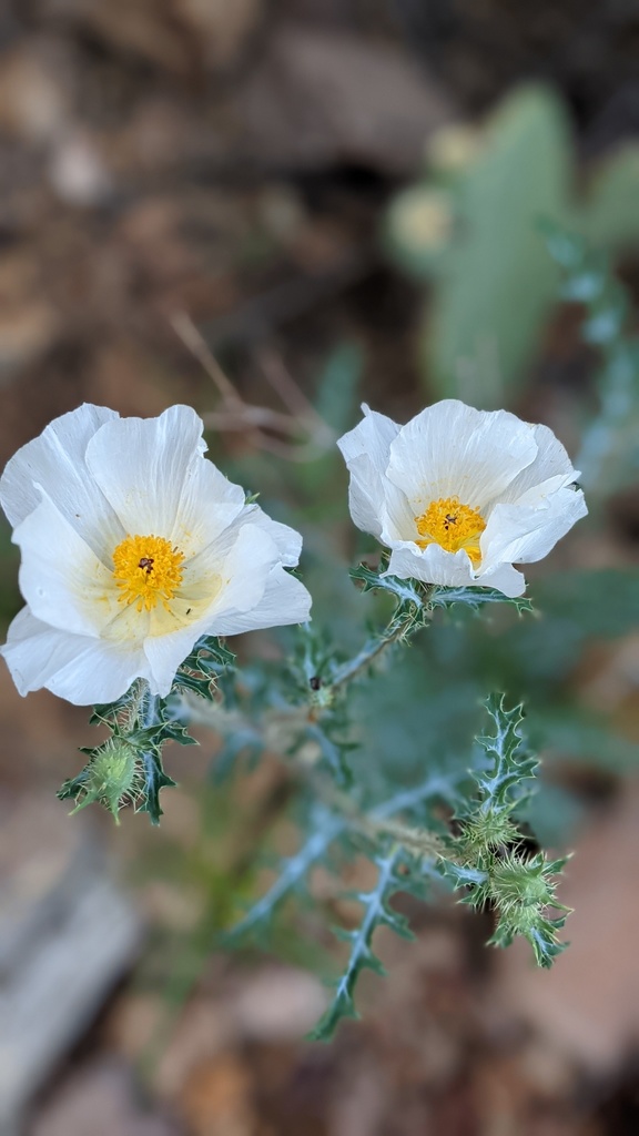 Chisos Mountain Pricklypoppy