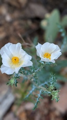 Argemone chisosensis