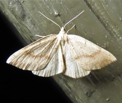 Thallophaga hyperborea