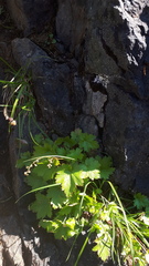 Heuchera glabra