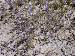 Porterella carnosula