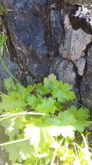 Heuchera glabra