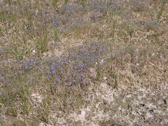 Porterella carnosula