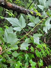 Acer rubrum image