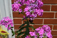 Phlox glaberrima