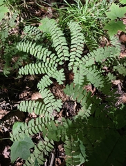 Adiantum pedatum