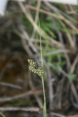 Carex bicolor
