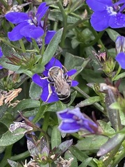 Halictus rubicundus