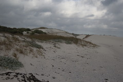 Thinopyrum distichum