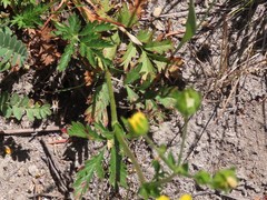 Potentilla drummondii