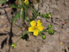 Potentilla drummondii