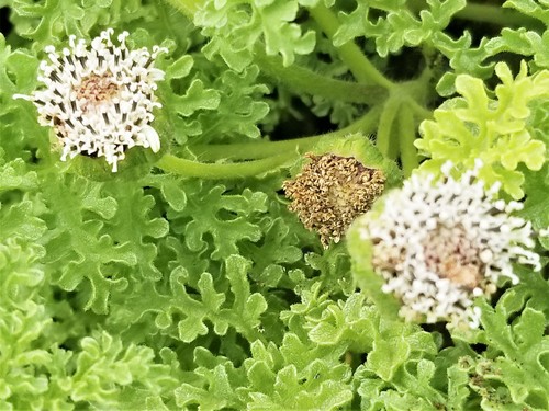 Scalesia helleri B.L.Rob.