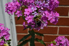Phlox glaberrima